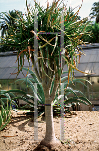 Picture of Aloe bainesii 