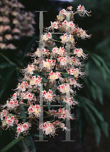 Picture of Aesculus turbinata 