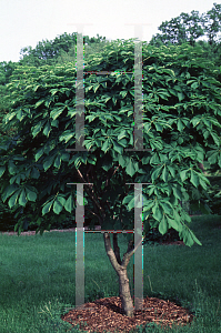 Picture of Aesculus turbinata 