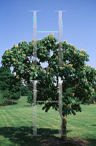 Picture of Aesculus sylvatica 