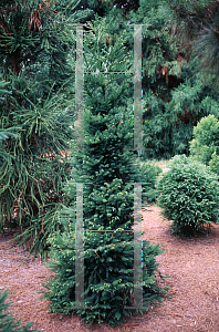 Picture of Cryptomeria japonica 'Gyokruya'