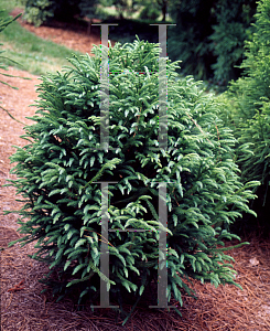 Picture of Cryptomeria japonica 'Globosa Nana'