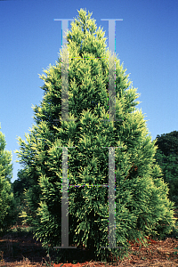 Picture of Cryptomeria japonica 'Sekkan Sugi'