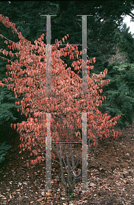 Picture of Cornus officinalis 