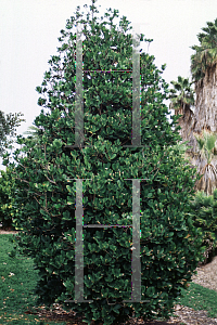 Picture of Corynocarpus laevigata 