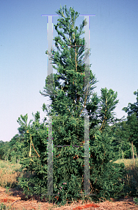 Picture of Cryptomeria japonica 'Crispa'