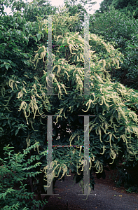 Picture of Clethra barbinervis 