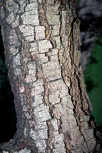 Picture of Cassia brewsteri 