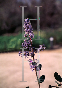 Picture of Ceanothus arboreus 'Cliff Schmidt'