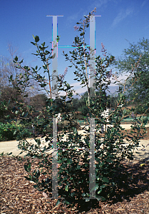 Picture of Ceanothus arboreus 'Cliff Schmidt'