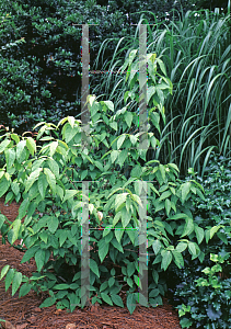 Picture of Chimonanthus praecox 