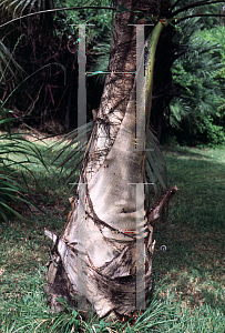 Picture of Caryota urens 