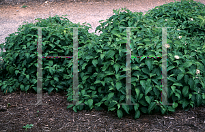 Picture of Cornus stolonifera 'Kelseyi'