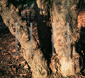 Picture of Citriobatus spinescens 