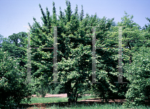 Picture of Cornus officinalis 