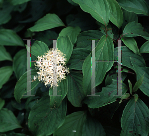 Picture of Cornus stolonifera 'Kelseyi'