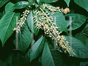 Picture of Clethra barbinervis 