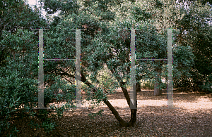 Picture of Arctostaphylos diversifolia 