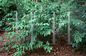 Picture of Corylopsis sinensis var. calvescens 