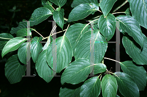 Picture of Cornus stolonifera 'Kelseyi'