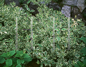 Picture of Cornus stolonifera 'Silver and Gold'