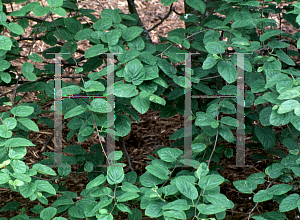 Picture of Betula uber 