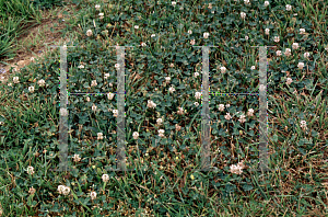 Picture of Trifolium repens 