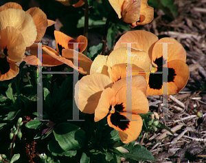 Picture of Viola x wittrockiana 'Universal Orange Plus'