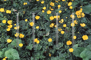 Picture of Ranunculus repens 