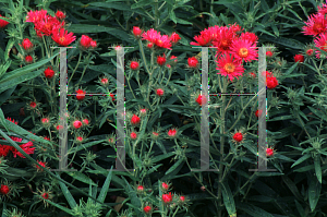 Picture of Symphyotrichum novae-angliae 'Alma Potschke'