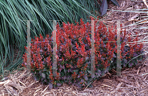 Picture of Berberis thunbergii 'Bagatelle'