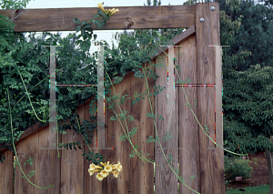 Picture of Campsis radicans 'Flava'