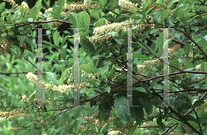 Picture of Itea virginica 