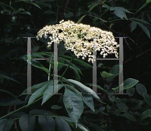 Picture of Sambucus canadensis 