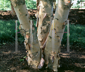 Picture of Betula nigra 'Cully (Heritage)'