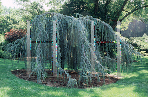 Picture of Cedrus libani ssp. atlantica 'Glauca Pendula'