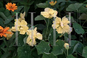 Picture of Tropaeolum majus 'Whirlybird Cream'