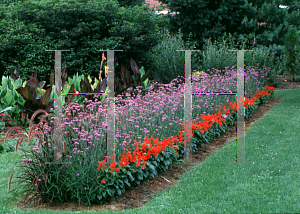 Picture of Verbena bonariensis 