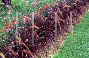 Picture of Pennisetum setaceum 'Rubrum'