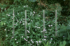 Picture of Myosotis scorpioides 