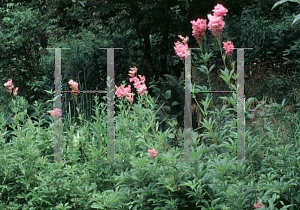 Picture of Filipendula rubra 