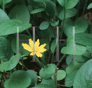 Picture of Coreopsis auriculata 