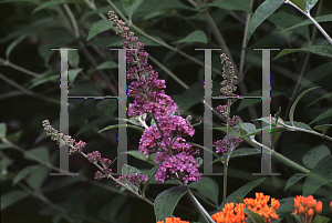 Picture of Buddleia davidii 