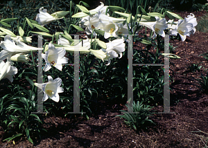 Picture of Lilium longiflorum 