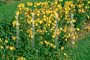 Picture of Oenothera fruticosa 