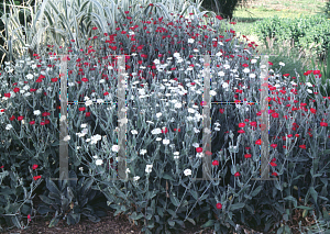 Picture of Lychnis coronaria 'Dancing Ladies'