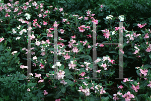 Picture of Catharanthus roseus 'Pastels Mix'