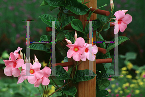 Picture of Mandevilla x amoena 'Alice du Pont'