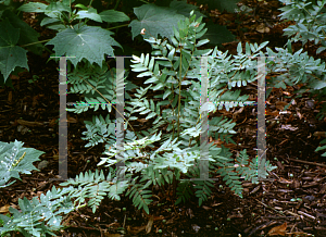 Picture of Osmunda regalis 'Purpurescens'