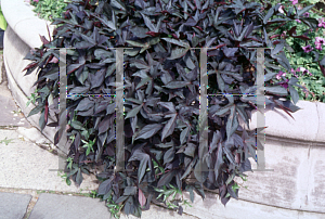 Picture of Ipomoea batatas 'Blackie'